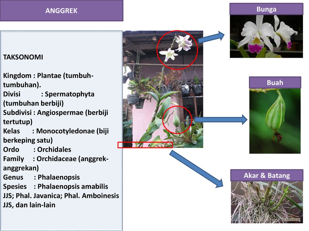 Bunga Anggrek Klasifikasi Galeri Bunga Hd